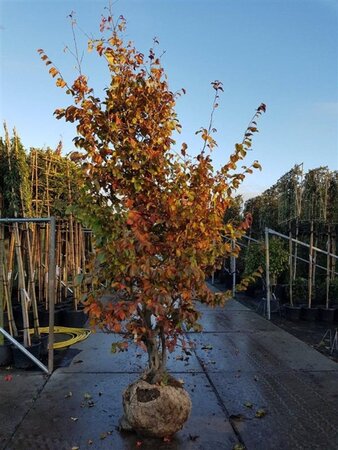 Parrotia persica 250-300 cm draadkluit meerstammig extra - afbeelding 9