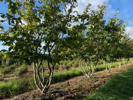 Parrotia persica 250-300 cm draadkluit meerstammig extra - afbeelding 6