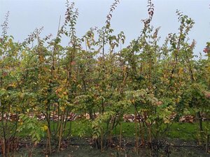 Parrotia persica 250-300 cm draadkluit meerstammig extra