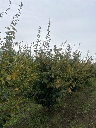 Parrotia persica 250-300 cm draadkluit meerstammig extra - afbeelding 1