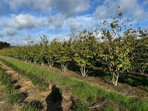 Parrotia persica 250-300 cm draadkluit meerstammig extra - afbeelding 5
