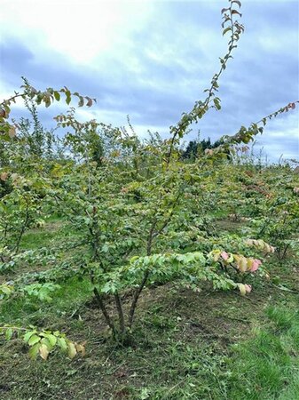Parrotia persica 250-300 cm draadkluit meerstammig extra - afbeelding 4