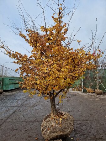 Parrotia persica 250-300 cm draadkluit meerstammig extra - afbeelding 2