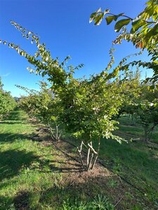 Parrotia persica 250-300 cm draadkluit meerstammig extra - afbeelding 3