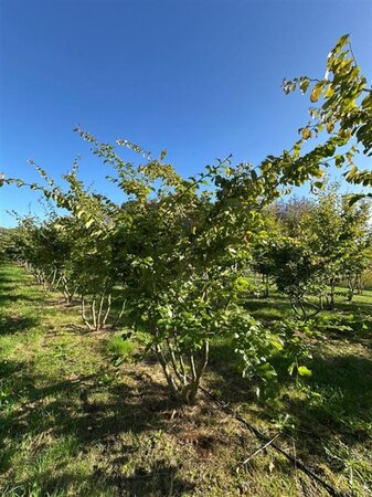 Parrotia persica 250-300 cm draadkluit meerstammig extra - afbeelding 2