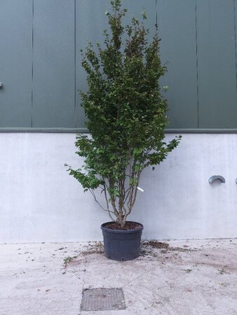 Parrotia persica 300-350 cm cont. 230L meerstammig