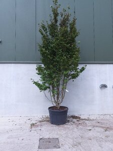 Parrotia persica 300-350 cm cont. 230L meerstammig