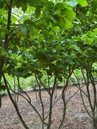 Parrotia persica 300-350 cm draadkluit meerstammig extra - afbeelding 1