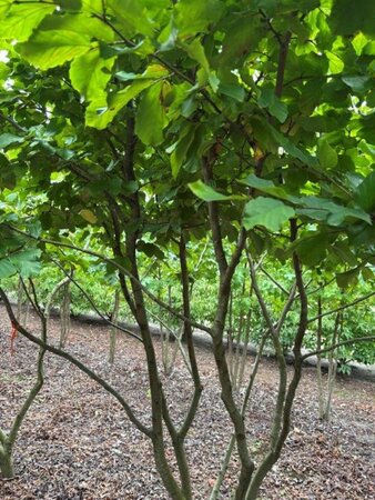 Parrotia persica 300-350 cm draadkluit meerstammig extra - afbeelding 2