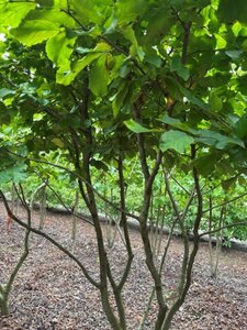 Parrotia persica 300-350 cm draadkluit meerstammig extra - afbeelding 2