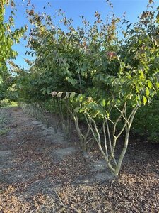 Parrotia persica 300-350 cm draadkluit meerstammig extra - afbeelding 5