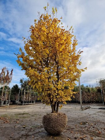 Parrotia persica 300-350 cm draadkluit meerstammig extra - afbeelding 7