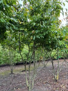 Parrotia persica 300-350 cm draadkluit meerstammig extra - afbeelding 3