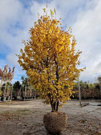 Parrotia persica 300-350 cm draadkluit meerstammig extra - afbeelding 8