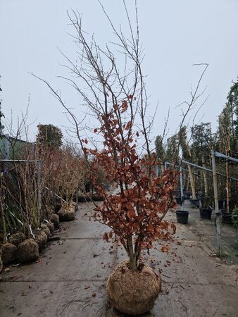 Parrotia persica 300-350 cm draadkluit meerstammig extra - afbeelding 9