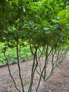 Parrotia persica 300-350 cm draadkluit meerstammig extra - afbeelding 4