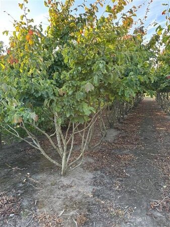 Parrotia persica 300-350 cm draadkluit meerstammig extra - afbeelding 6