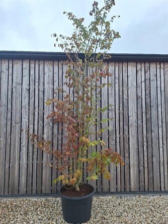 Parrotia persica 300-400 cm cont. 110L meerstammig - afbeelding 1