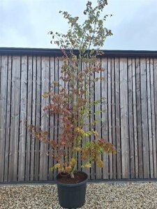 Parrotia persica 300-400 cm cont. 110L meerstammig
