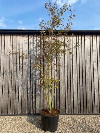Parrotia persica 300-400 cm cont. 110L meerstammig - afbeelding 2