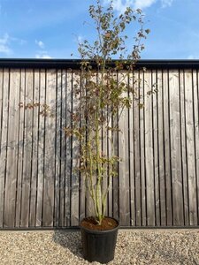 Parrotia persica 300-400 cm cont. 110L meerstammig - afbeelding 2