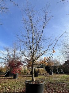 Parrotia persica 400-450 cm cont. 285L meerstammig