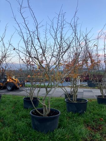 Parrotia persica 400-450 cm cont. 285L meerstammig