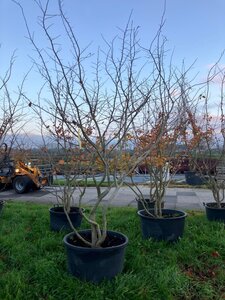 Parrotia persica 400-450 cm cont. 285L meerstammig