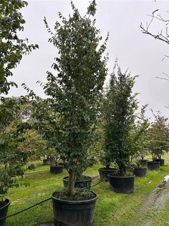 Parrotia persica 400-500 cm draadkluit meerstammig - afbeelding 2