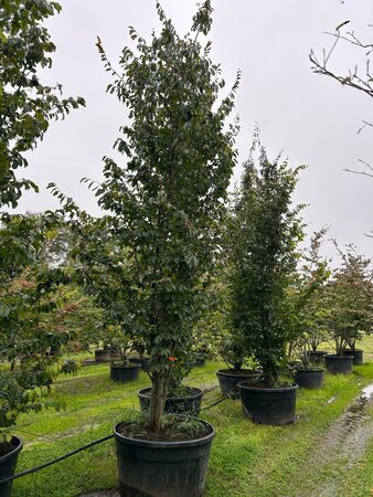 Parrotia persica 400-500 cm WRB multi-stem - image 2
