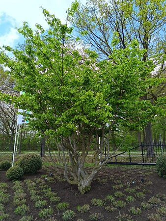 Parrotia persica 500-600 cm draadkluit meerstammig solitair