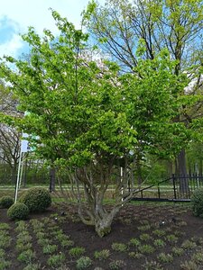 Parrotia persica 500-600 cm draadkluit meerstammig solitair
