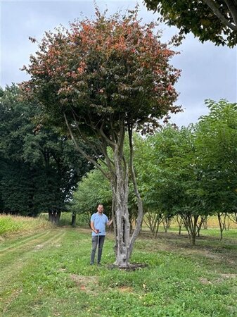 Parrotia persica 700-800 cm draadkluit meerstammig solitair - afbeelding 1