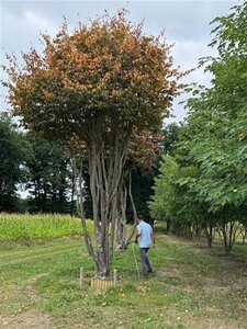 Parrotia persica 700-800 cm draadkluit meerstammig solitair - afbeelding 2