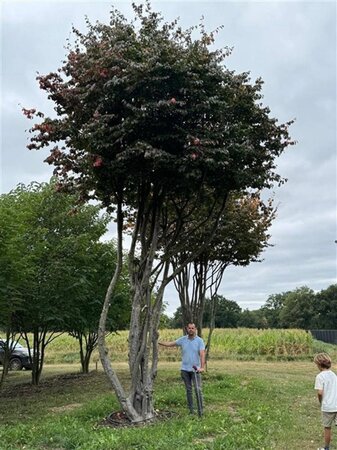 Parrotia persica 700-800 cm draadkluit meerstammig solitair - afbeelding 3