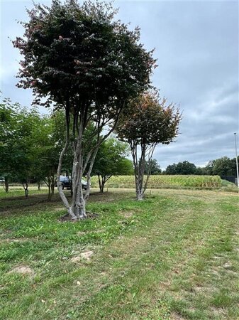 Parrotia persica 700-800 cm draadkluit meerstammig solitair - afbeelding 4