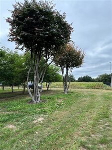Parrotia persica 700-800 cm draadkluit meerstammig solitair - afbeelding 4