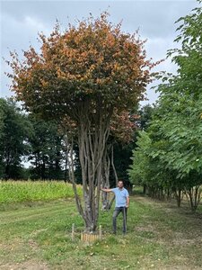 Parrotia persica 700-800 cm draadkluit meerstammig solitair - afbeelding 5