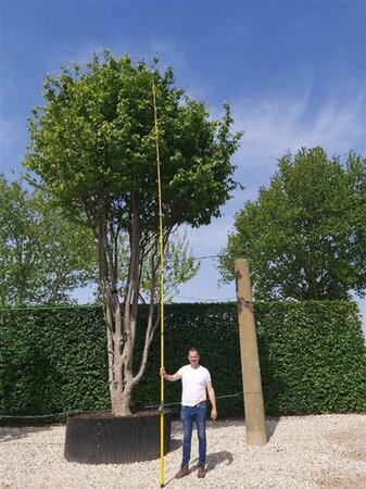 Parrotia persica 700-800 cm draadkluit meerstammig solitair - afbeelding 6