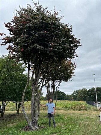 Parrotia persica 700-800 cm draadkluit meerstammig solitair - afbeelding 7