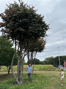 Parrotia persica 700-800 cm WRB multi-stem Single - image 8