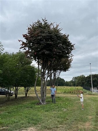 Parrotia persica 700-800 cm WRB multi-stem Single - image 9