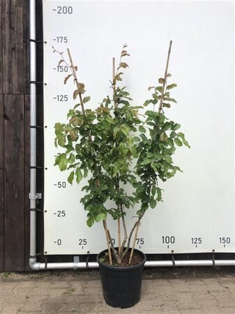 Parrotia persica 'Vanessa' 150-175 cm container multi-stem