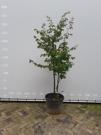 Parrotia persica 'Vanessa' 160-180 cm container meerstammig bonsai