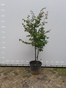 Parrotia persica 'Vanessa' 160-180 cm container meerstammig bonsai
