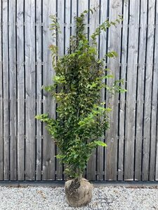 Parrotia persica 'Vanessa' 175-200 cm met kluit meerstammig