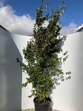 Parrotia persica 'Vanessa' 200-225 cm cont. 70L meerstammig - afbeelding 1