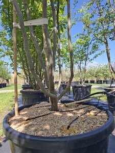 Parrotia persica 'Vanessa' 250-300 cm cont. 110L meerstammig - afbeelding 2