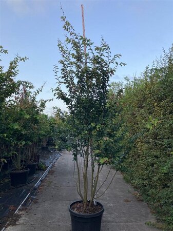 Parrotia persica 'Vanessa' 250-300 cm cont. 110L meerstammig - afbeelding 1