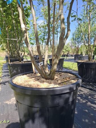 Parrotia persica 'Vanessa' 250-300 cm cont. 110L meerstammig - afbeelding 4